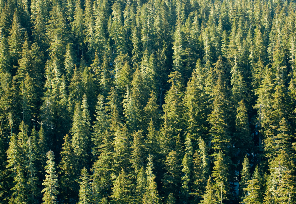 pnw-trees-background-biermann-orthodontics